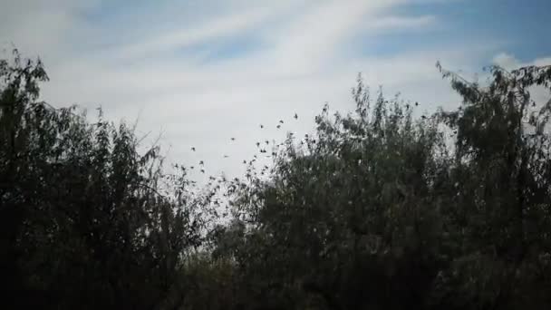 Manada Aves Que Pululan Contra Cielo Azul Con Nubes Gran — Vídeo de stock