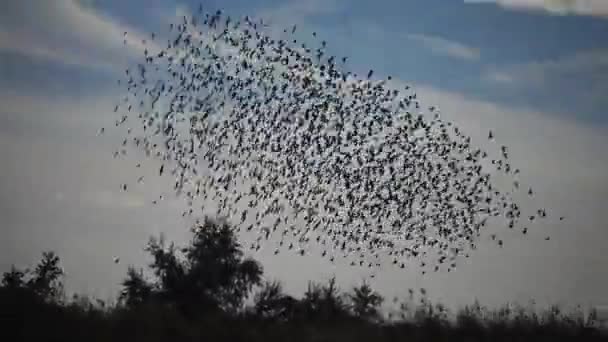 Troupeau d'oiseaux grouillant contre un ciel bleu avec des nuages. Grand groupe de petits oiseaux volant près les uns des autres chassant des insectes typiques d'essaim comme le comportement de troupeau de l'étourneau commun (Sturnus vulgaris )