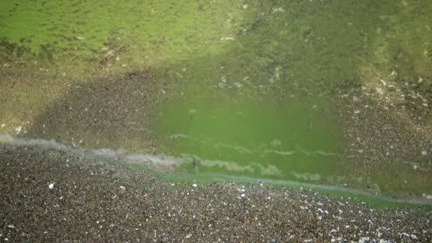 Desarrollo Masivo Alga Azul Verde Microcystis Aeruginosa Lago Eutrófico Contaminado — Vídeo de stock