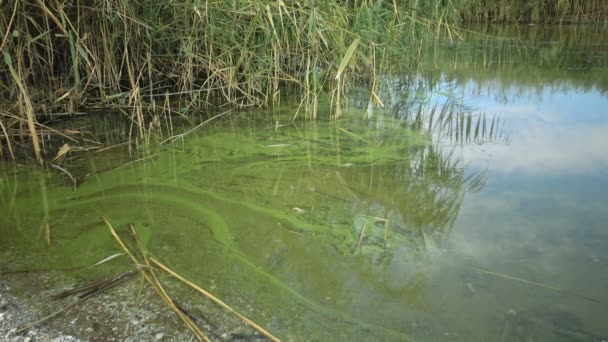 Desenvolvimento Massa Alga Verde Azulada Microcystis Aeruginosa Lago Eutrófico Poluído — Vídeo de Stock