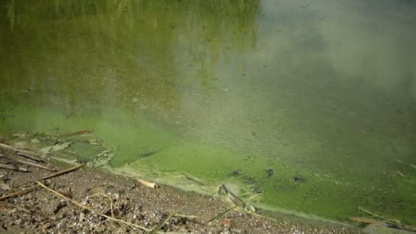 Широкий Розвиток Синій Зелені Водорості Microcystis Паличка Забруднених Eutrophic Озера — стокове відео