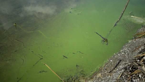 乌克兰敖德萨地区 Yalpug 污染富营养化湖泊蓝绿藻微囊藻的质量发育 — 图库视频影像