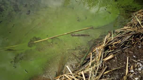 Développement Masse Algue Bleue Microcystis Aeruginosa Dans Lac Eutrophe Pollué — Video