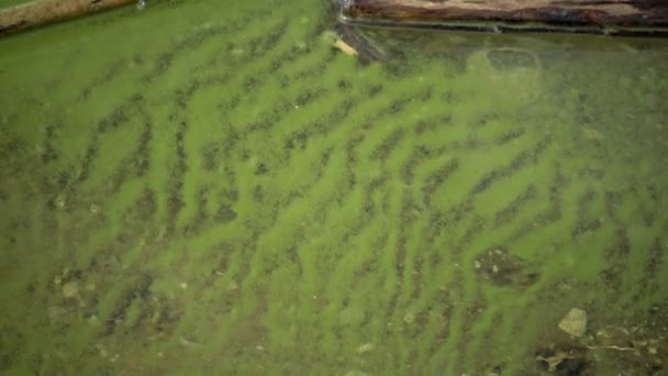 Desenvolvimento Massa Alga Verde Azulada Microcystis Aeruginosa Lago Eutrófico Poluído — Vídeo de Stock