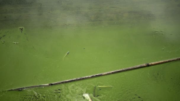 Masowy Rozwój Niebiesko Zielone Algi Microcystis Aeruginosa Zanieczyszczonych Eutroficzne Jezioro — Wideo stockowe