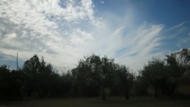 雲で青い空に向かって群がる鳥の群れ 一般的なスターリングの群れ行動のような典型的な群れを狩り昆虫を一緒に近くに飛んでいる小さな鳥の大規模なグループ Sturus Valgaris — ストック動画