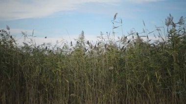 Bir kuş sürüsü bulutlu mavi gökyüzüne doğru akın ediyor. Büyük bir grup küçük kuş birbirine yakın uçuyor. Tipik bir böcek sürüsü. Sığırcık sürüsü gibi.)