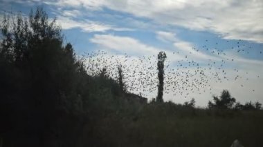 Bir kuş sürüsü bulutlu mavi gökyüzüne doğru akın ediyor. Büyük bir grup küçük kuş birbirine yakın uçuyor. Tipik bir böcek sürüsü. Sığırcık sürüsü gibi.)