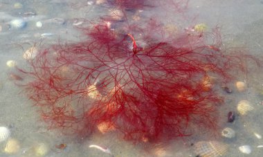 Red algae polisifoniya frozen in the ice clipart