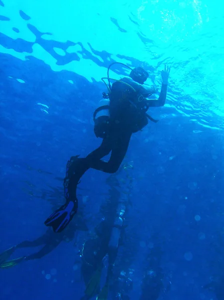 Diver Underwater Shows Red Sea Egypt — Stock Photo, Image