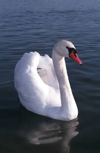 Cisne Branco Com Bico Vermelho Aves Europa — Fotografia de Stock