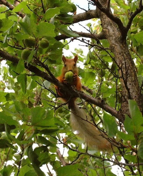 Rotes Eichhörnchen Frisst Grüne Aprikosen Baum — Stockfoto