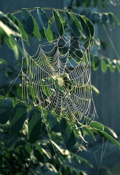 Spider Web Which Dew Drops Han — Stock Photo, Image