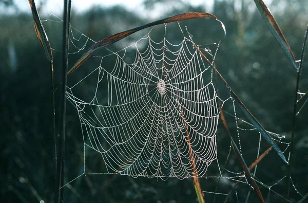 Spider Web Which Dew Drops Han — Stock Photo, Image