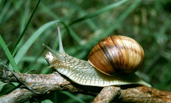 Helix Pomatia Nomi Comuni Lumaca Borgogna Lumaca Romana Lumaca Commestibile — Foto Stock