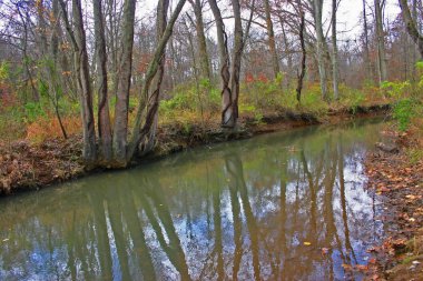 Ormanda devrilmiş ağaçlar