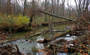 Ormanda devrilmiş ağaçlar