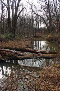Ormanda devrilmiş ağaçlar
