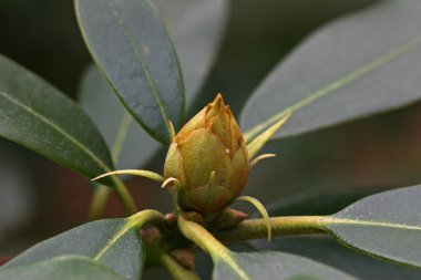 Ağaç, çiçek tomurcuk yeşil yaprakları arasında açılmamış çiçek