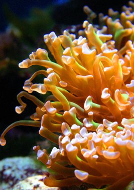 Yırtıcı deniz anemone Oceanarium, Kembdone, New Jersey ve Philadelphia deniz akvaryum