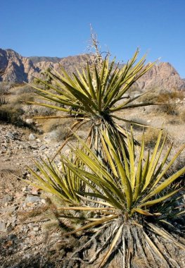 Avize ağacı dağlarda, Joshua Tree National Park