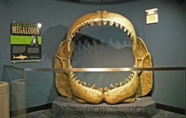 ABD, Philadelphia - 20 Kasım 2009: İmar soyu tükenmiş bir köpekbalığı Megalodon içinde belgili tanımlık akvaryum çene