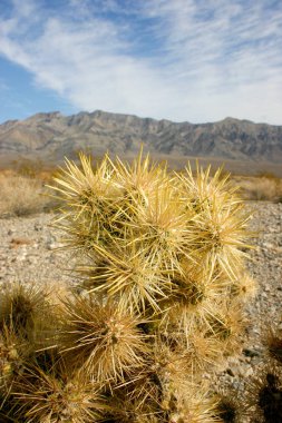 Cholla kaktüs bahçede Joshua tree national park, California, Cylindropuntia bigelovii 