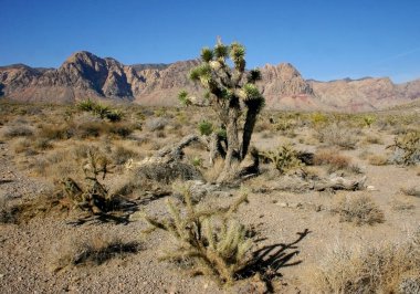 Avize ağacı dağlarda, Joshua Tree National Park