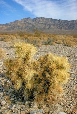 Cholla kaktüs bahçede Joshua tree national park, California, Cylindropuntia bigelovii 