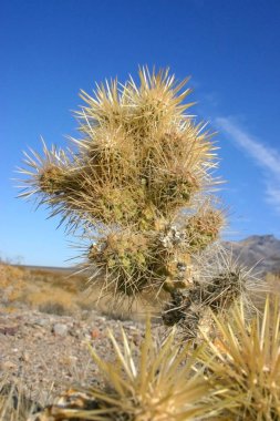 Cholla kaktüs bahçede Joshua tree national park, California, Cylindropuntia bigelovii 