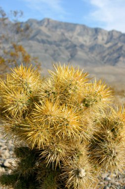 Cholla kaktüs bahçede Joshua tree national park, California, Cylindropuntia bigelovii 