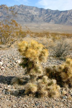 Cholla kaktüs bahçede Joshua tree national park, California, Cylindropuntia bigelovii 