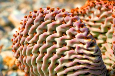 Kısa glochidia ile kaktüs inciri buruşuk yuvarlak kaynaklanıyor