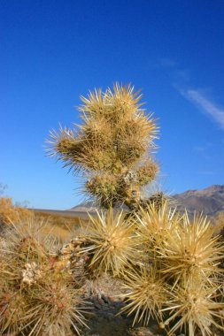 Cholla kaktüs bahçede Joshua tree national park, California, Cylindropuntia bigelovii 