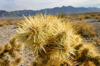 Cholla kaktüs bahçede Joshua tree national park, California, Cylindropuntia bigelovii 