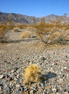 Cholla kaktüs bahçede Joshua tree national park, California, Cylindropuntia bigelovii 
