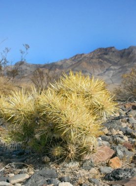 Cholla kaktüs bahçede Joshua tree national park, California, Cylindropuntia bigelovii 