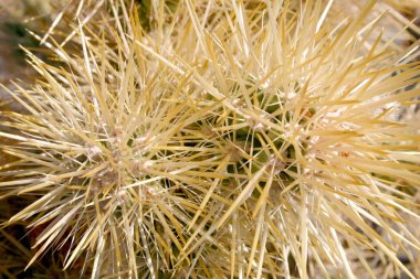Cholla kaktüs bahçede Joshua tree national park, California, Cylindropuntia bigelovii 