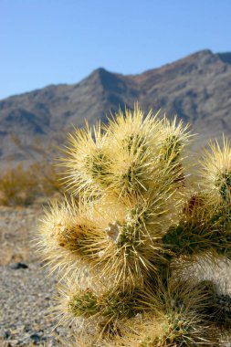 Cholla kaktüs bahçede Joshua tree national park, California, Cylindropuntia bigelovii 