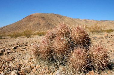 Echinocactus polycephalus, Cottontop kaktüs, varil kaktüs çok başlı, Cannonball kaktüs dağlar, Arizona, Death Valley, ABD