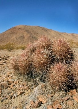 Echinocactus polycephalus, Cottontop kaktüs, varil kaktüs çok başlı, Cannonball kaktüs dağlar, Arizona, Death Valley, ABD