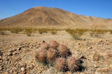 Echinocactus polycephalus, Cottontop kaktüs, varil kaktüs çok başlı, Cannonball kaktüs dağlar, Arizona, Death Valley, ABD