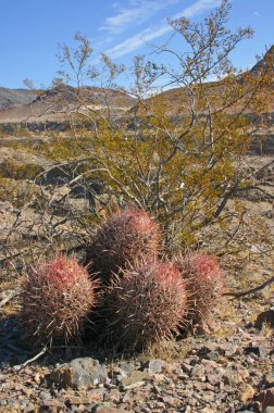 Echinocactus polycephalus, Cottontop kaktüs, varil kaktüs çok başlı, Cannonball kaktüs dağlar, Arizona, Death Valley, ABD
