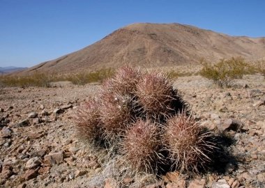 Echinocactus polycephalus, Cottontop kaktüs, varil kaktüs çok başlı, Cannonball kaktüs dağlar, Arizona, Death Valley, ABD