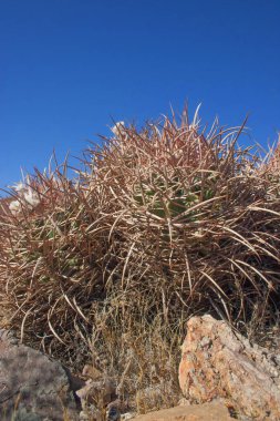 Echinocactus polycephalus, Cottontop kaktüs, varil kaktüs çok başlı, Cannonball kaktüs dağlar, Arizona, Death Valley, ABD