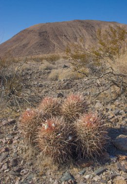 Echinocactus polycephalus, Cottontop kaktüs, varil kaktüs çok başlı, Cannonball kaktüs dağlar, Arizona, Death Valley, ABD