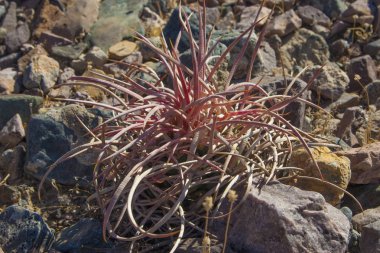 Echinocactus polycephalus, Cottontop kaktüs, varil kaktüs çok başlı, Cannonball kaktüs dağlar, Arizona, Death Valley, ABD