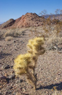 Cholla kaktüs, Joshua Tree National Park, Pinto Havzası. Bu kaktüs sarı-yeşil çiçek sapları ipuçları Mayıs ve Haziran aylarında ortaya.