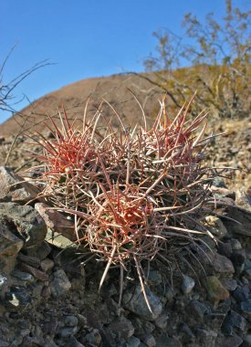 Echinocactus polycephalus, Cottontop kaktüs, varil kaktüs çok başlı, Cannonball kaktüs dağlar, Arizona, Death Valley, ABD