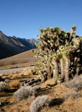 Avize ağacı dağlarda, Joshua Tree National Park